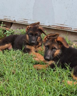 Cuccioli pastore tedesco con pedigree