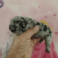 Bulldog francesi esotoci