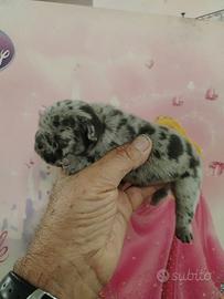 Bulldog francesi esotoci