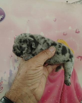 Bulldog francesi esotoci