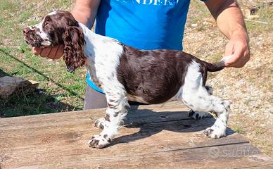 Springer Spaniel Inglese