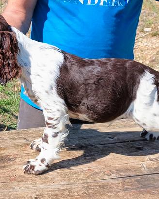 Springer Spaniel Inglese