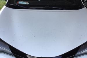 Toyota chr trend