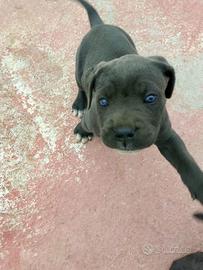 Cane corso femmina