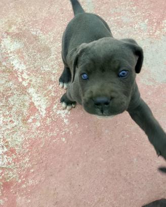 Cane corso femmina