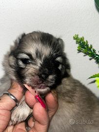 Spitz di Pomerania