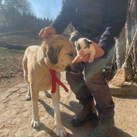 Pastore del Caucaso Georgiano