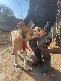 Pastore del Caucaso Georgiano