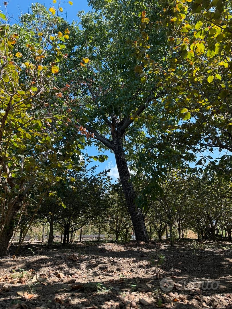 Terreno agricolo - Vista 4