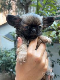 Cucciolo chihuahua