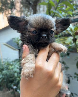 Cucciolo chihuahua