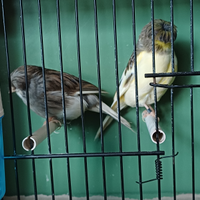 Coppia di Gloster novelli