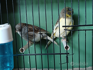 Coppia di Gloster novelli