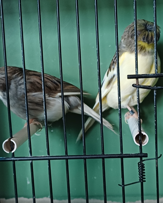 Coppia di Gloster novelli