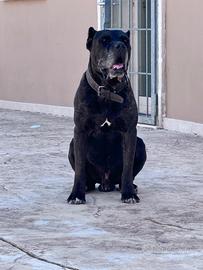 Incrocio cane corso pastore abruzzese