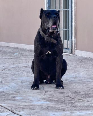 Incrocio cane corso pastore abruzzese