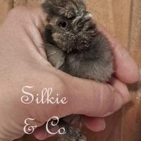 Pulcini moroseta SILKIE di pochi giorni