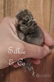 Pulcini moroseta SILKIE di pochi giorni