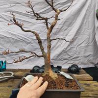acero tridente pre bonsai