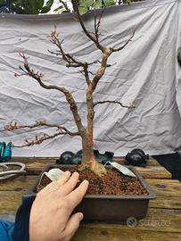 acero tridente pre bonsai
