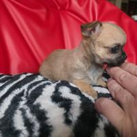 Chihuahua femmina pelo raso toy 70 giorni