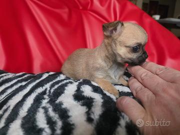 Chihuahua femmina pelo raso toy 70 giorni