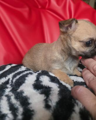 Chihuahua femmina pelo raso toy 70 giorni