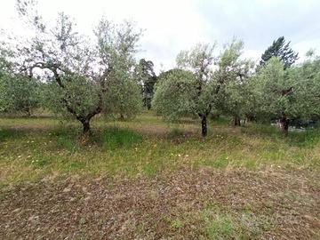 Terreno agricolo