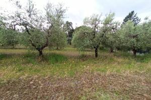 Terreno agricolo