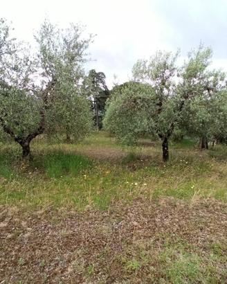 Terreno agricolo