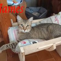 JAMES adorabile gattino in adozione