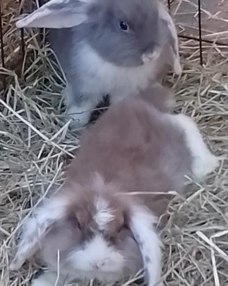 Conigli arieti nani minilop frizzylop