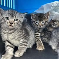 Gattini tigrati di 40 giorni