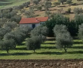 Villetta di campagna con terreno d'ulivi