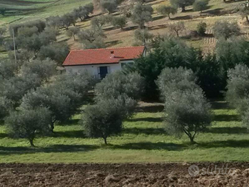 Villetta di campagna con terreno d'ulivi