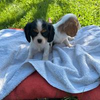 Cuccioli di cavalier king con pedigree