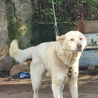 Pastore maremmano abbruzese