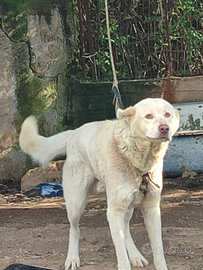 Pastore maremmano abbruzese