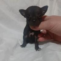 Chihuahua toy nero
