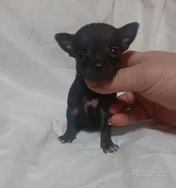 Chihuahua toy nero