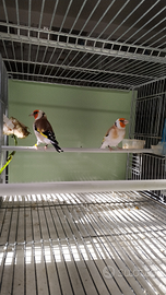 Cardellini ancestrali