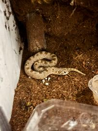 Vendita Heterodon nasicus