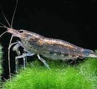 Caridina japonica - mangia alghe