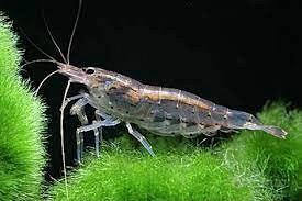 Caridina japonica - mangia alghe