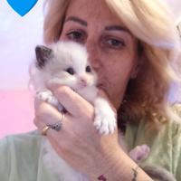 Cuccioli ragdoll disponibili a luglio