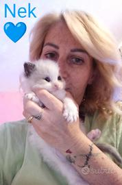 Cuccioli ragdoll disponibili a luglio