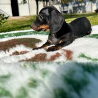 Cuccioli di bassotto tedesco nano pelo corto
