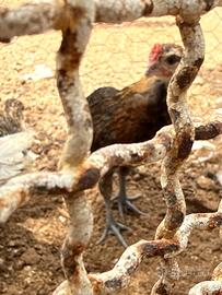 Gallo di siciliana