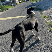 Amstaff maschio per accoppiamento gratis