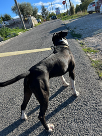 Amstaff maschio per accoppiamento gratis